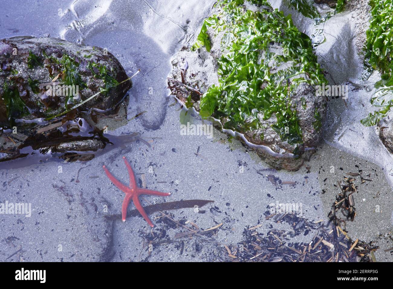 Blood Starfish (Henricia Leviuscola) Third Beach Olympic National Park Washington state, USA IN000114 Foto Stock