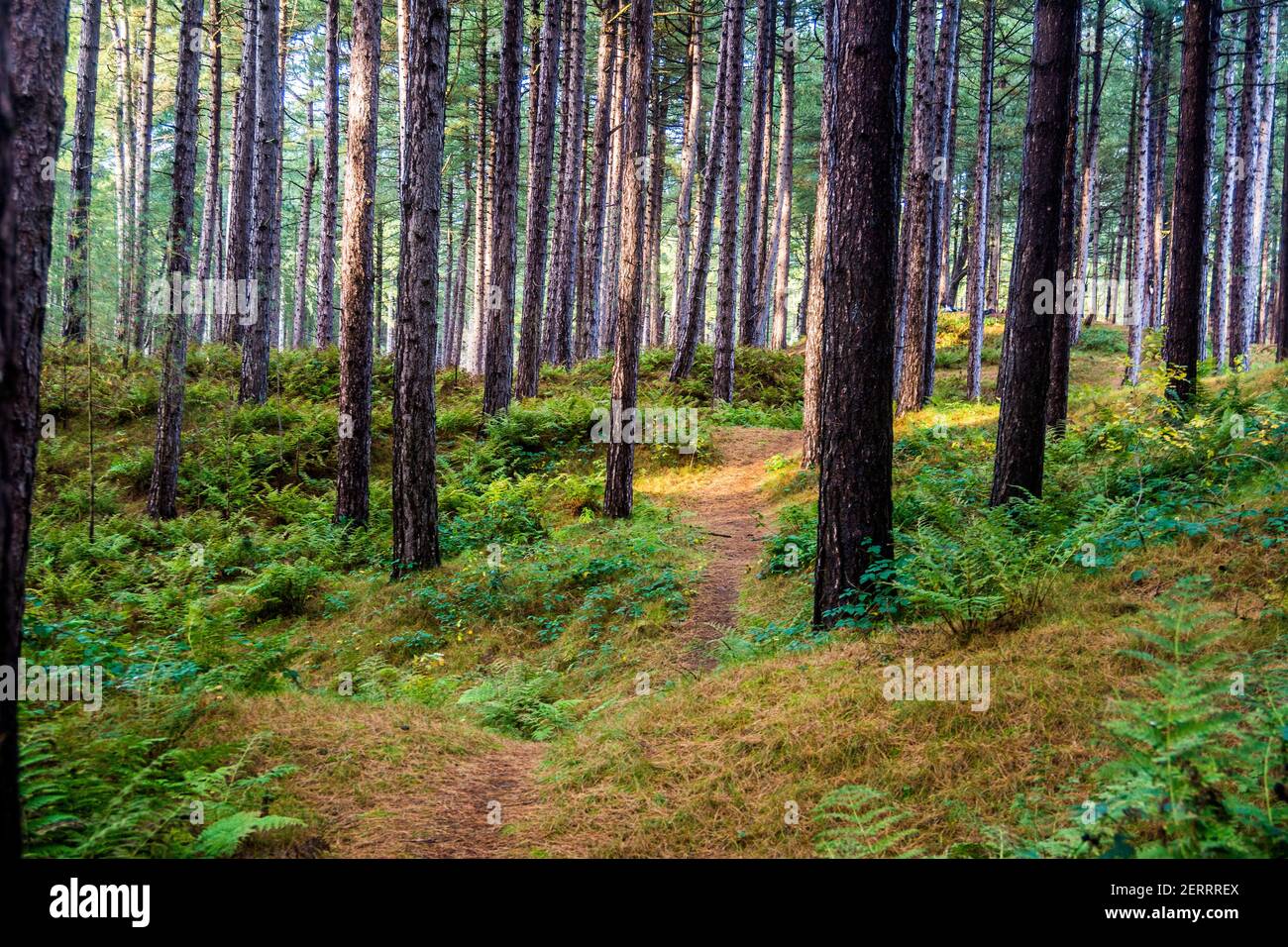 Pinete nella Riserva Naturale di Ainsdale vicino a Southport, Merseyside. Foto Stock