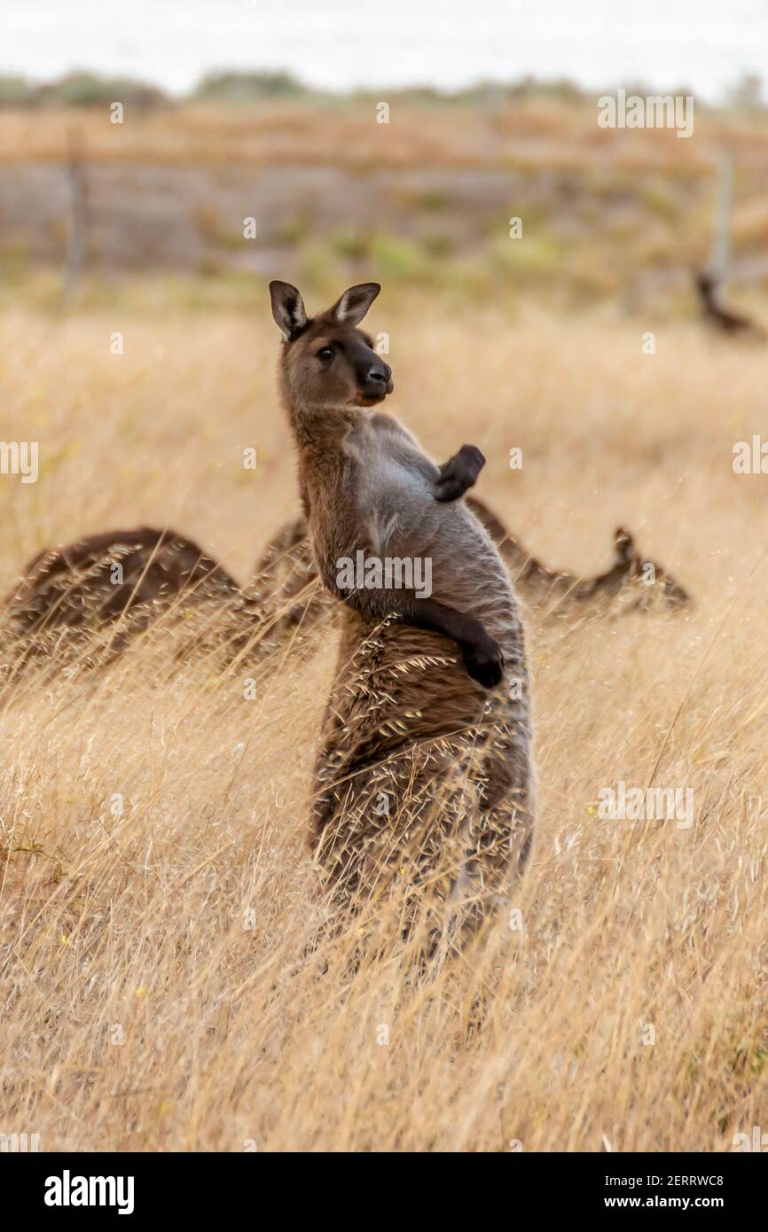 Vista verticale di un canguro con un'espressione divertente e una postura che si erigono dall'erba gialla, Kangaroo Island, Australia Foto Stock