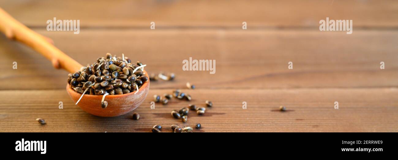 semi di canapa alimentare germogliato in un cucchiaio di legno su uno sfondo di legno. banner Foto Stock semi di canapa alimentare germogliato in un cucchiaio di legno su uno sfondo di legno. banner Foto Stock