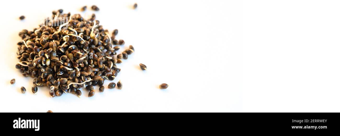 un mucchio di semi di canapa alimentare germogliato isolato su uno sfondo bianco. striscione Foto Stock