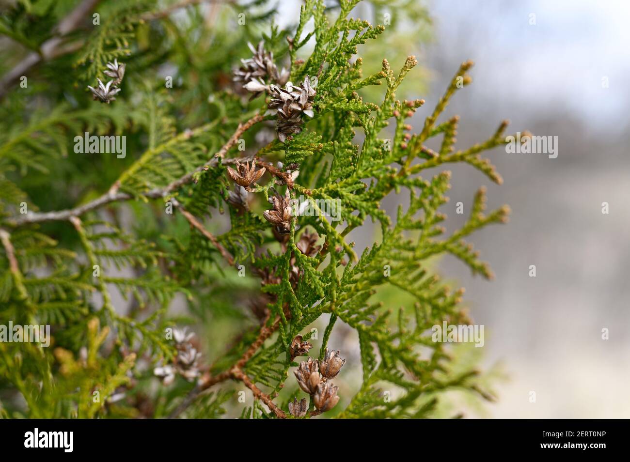 coni maturi arborvitae orientale e fogliame thuja. primo piano di tessuto verde brillante di foglie di tonja con coni di semi marroni Foto Stock