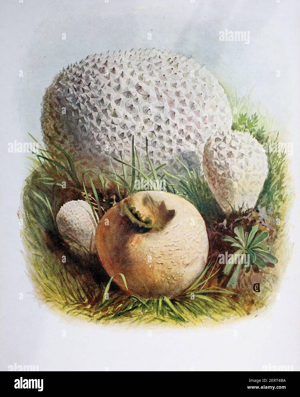 Lycoperdon è un genere di funghi porcini, Lycoperdon caelatum, riproduzione digitale di un'immagine di Emil Doerstling (1859-1940) Foto Stock