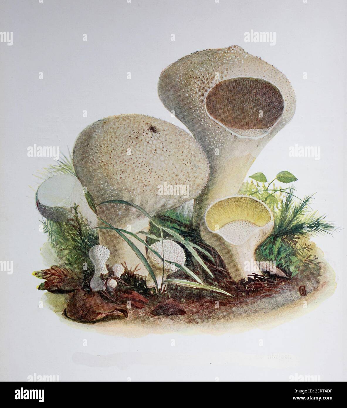 Lycoperdon è un genere di funghi porcini, Lycoperdon gemmatum, riproduzione digitale di un'immagine di Emil Doerstling (1859-1940) Foto Stock