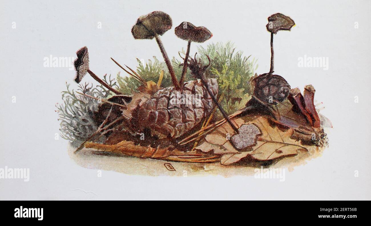 Auriscalpium vulgare, comunemente noto come il fungo di pinecone, il dente conico, o il fungo di presa dell'orecchio, riproduzione digitale di un'immagine di Emil Doerstling (1859-1940) Foto Stock