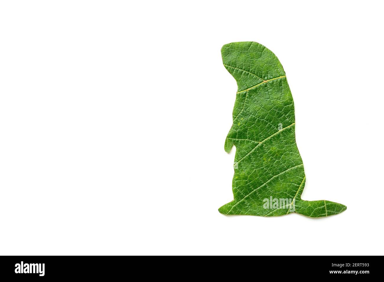 La sagoma dell'animale è tagliata da fogliame verde su sfondo bianco. Groundhog giorno Foto Stock