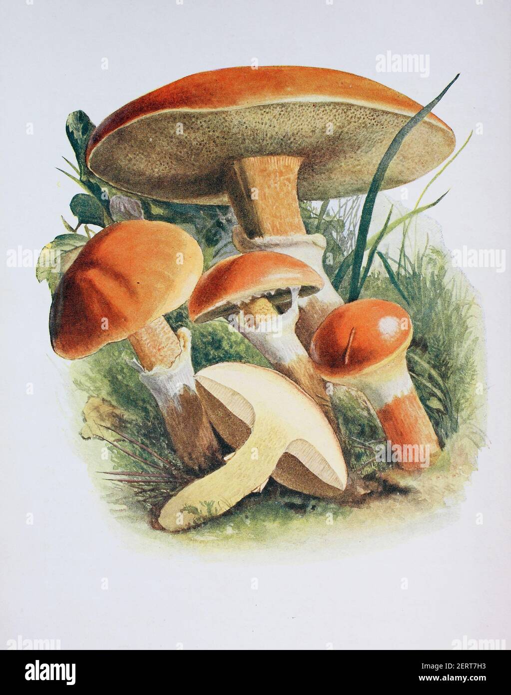 Europa comune Larch Bolete, Boletus elegans, Gold-Roehrling oder Goldgelbe Laerchen-Roehrling, Suillus grevillei, SYN. Suillus flavus, riproduzione digitale di un'immagine di Emil Doerstling (1859-1940) Foto Stock