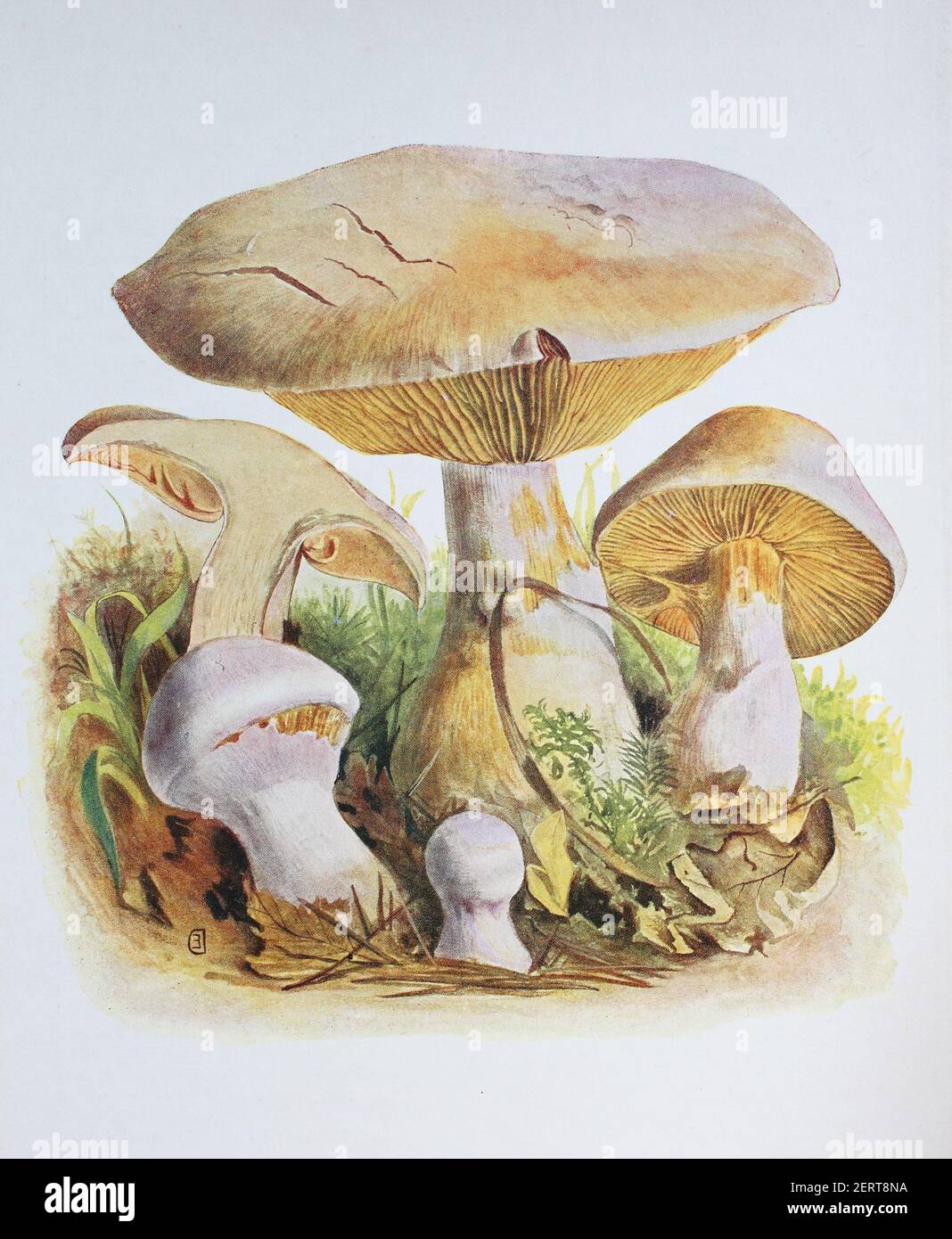 Cortinarius traganus, noto anche come gassy webcap, è un fungo basidiomicete del genere Cortinarius, riproduzione digitale di un'immagine di Emil Doerstling (1859-1940) Foto Stock