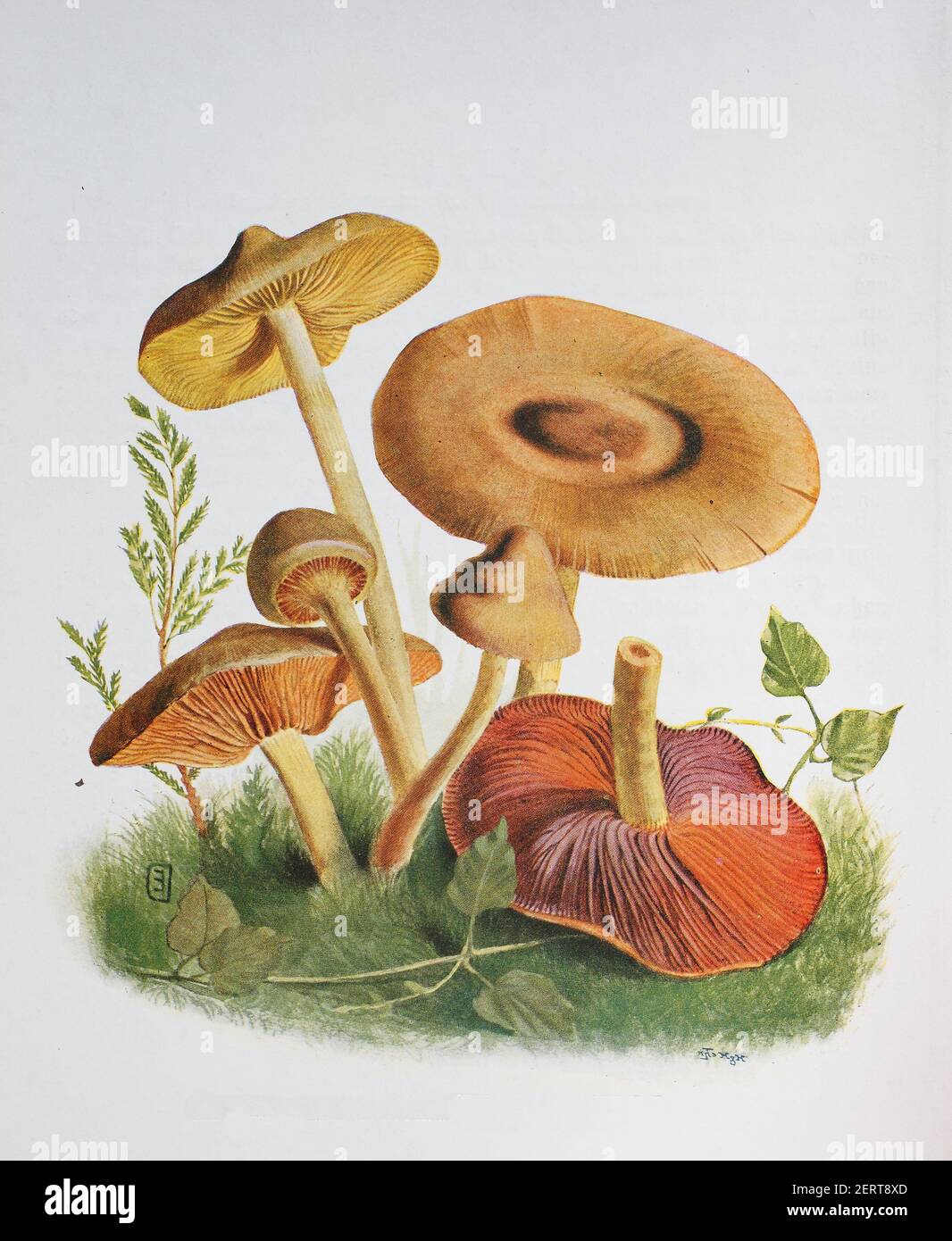 Cortinarius cinnamomeus, noto anche come il copricamon, è un fungo basidiomicete del genere Cortinarius, riproduzione digitale di un'illustrazione di Emil Doerstling (1859-1940) Foto Stock
