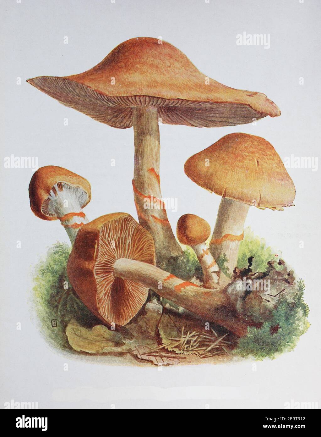 Cortinarius armillatus, comunemente noto come il cortinarius rosso-banded è un fungo di fine estate e autunno (fino a fine ottobre) di solito trovato in foreste umide conifere, riproduzione digitale di un'immagine di Emil Doerstrling (1859-1940) Foto Stock