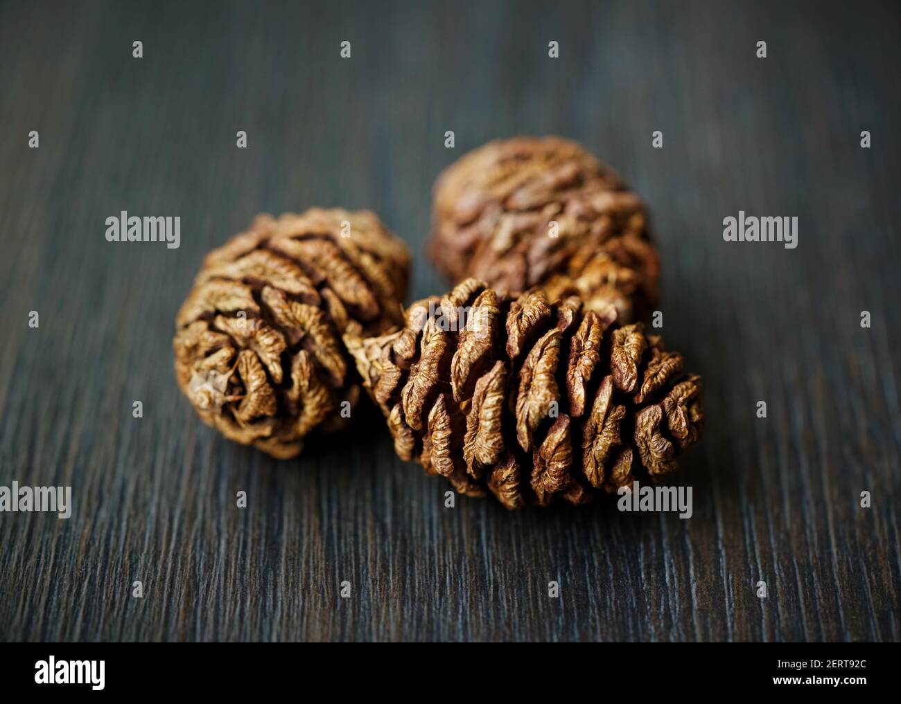 Coni marroni di un albero di sequoia su uno sfondo scuro. Foto Stock