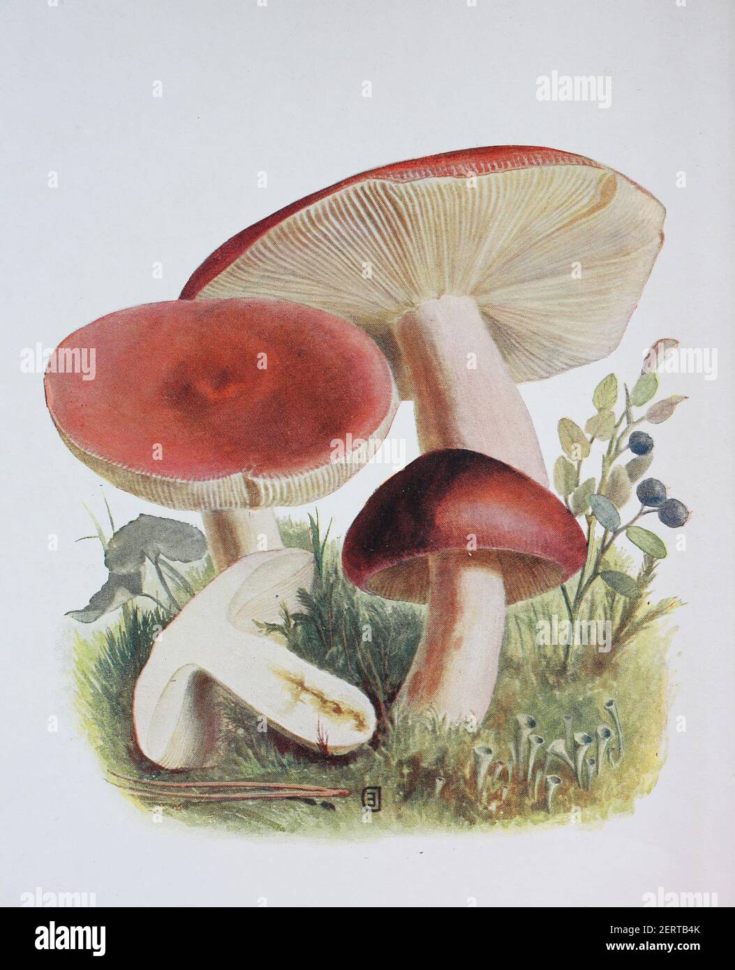 La russula sanguinaria, comunemente nota come brittlegill sanguinoso, è un fungo dai colori brillanti, membro del genere Russula, che ha il nome comune di brittlegills, riproduzione digitale di un'immagine di Emil Doerstling (1859-1940) Foto Stock