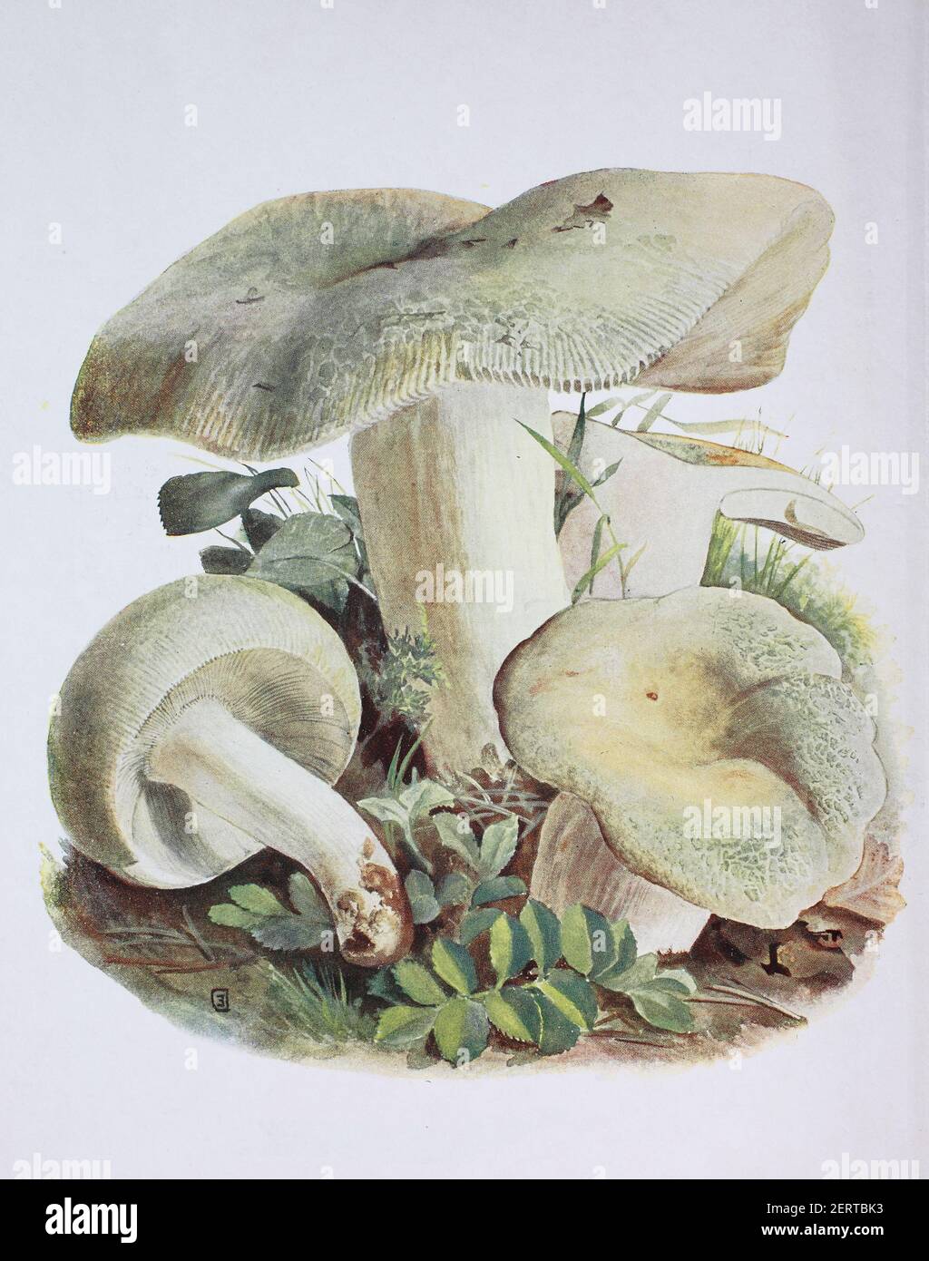 Il russula virescens è un fungo basidiomicete del genere Russula, ed è comunemente noto come russula di cracking verde, russula verde trapuntata, o brittlegill verde, riproduzione digitale di un'immagine di Emil Doerstling (1859-1940) Foto Stock