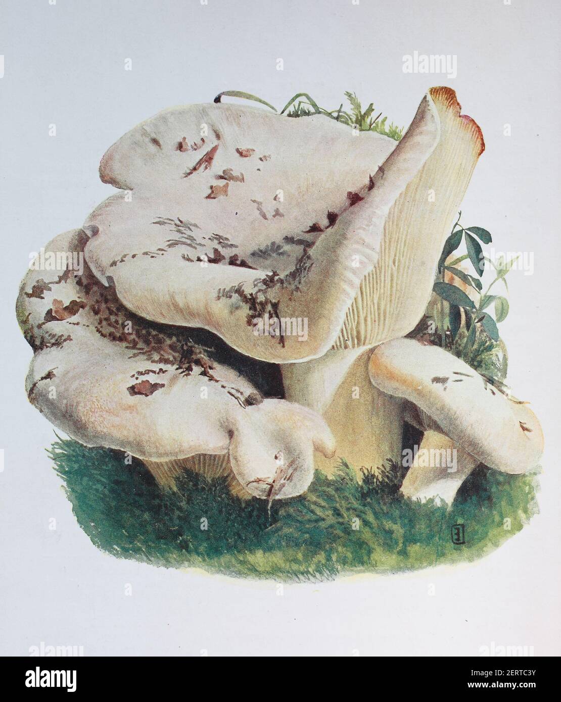 Lactifluus vellereus (in precedenza Lactarius vellereus), comunemente noto come la capsula di latte delle pulci, è un fungo abbastanza grande nel genere Lactifluus, riproduzione digitale di un'immagine di Emil Doerstling (1859-1940) Foto Stock
