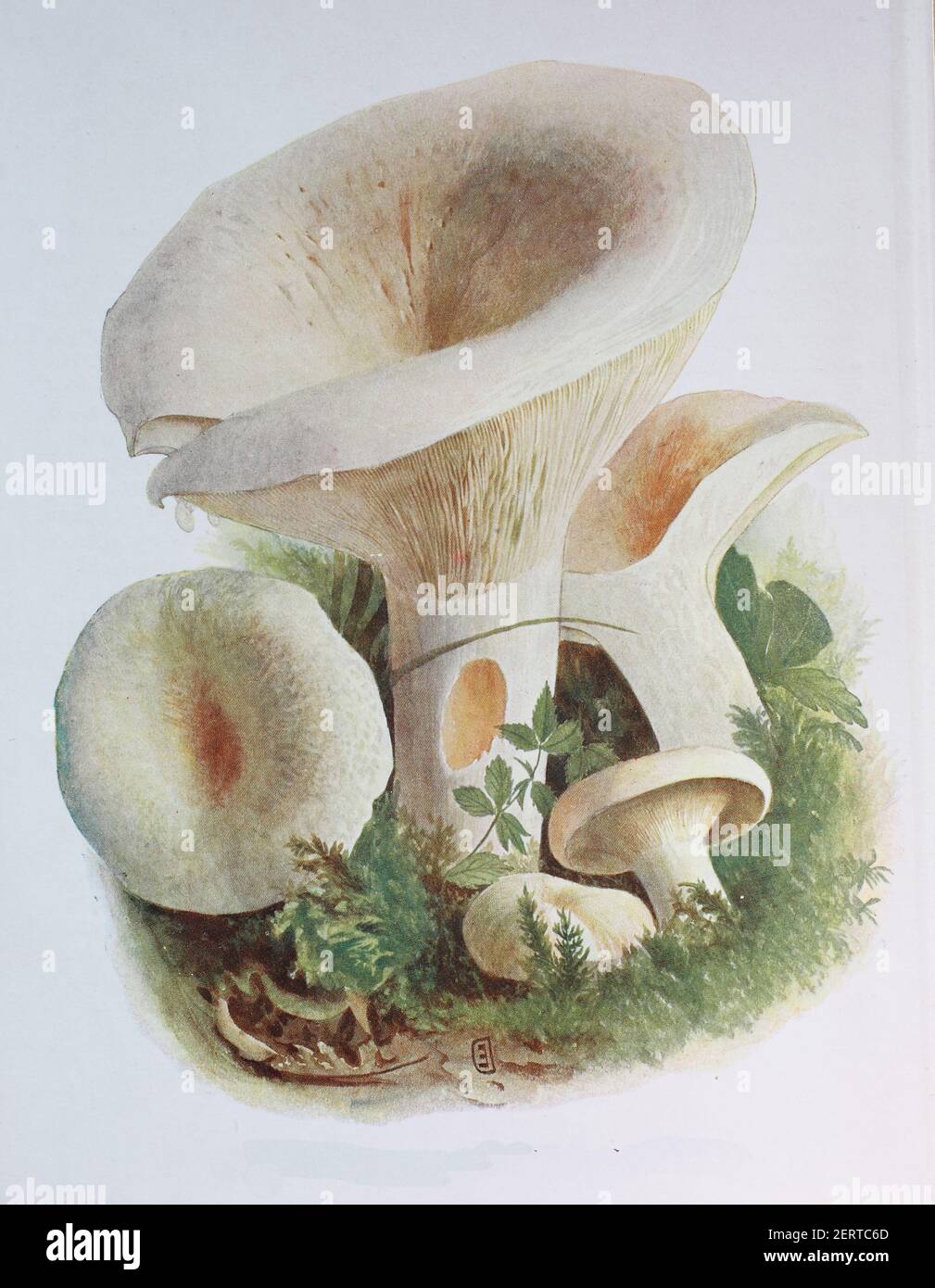 Lactifluus piperatus (sinonimo di Lactifluus piperatus), comunemente noto come cappuccio di latte pepperoso, è un fungo basidiomicete semi-commestibile del genere Lactifluus, riproduzione digitale di un'immagine di Emil Doerstling (1859-1940) Foto Stock