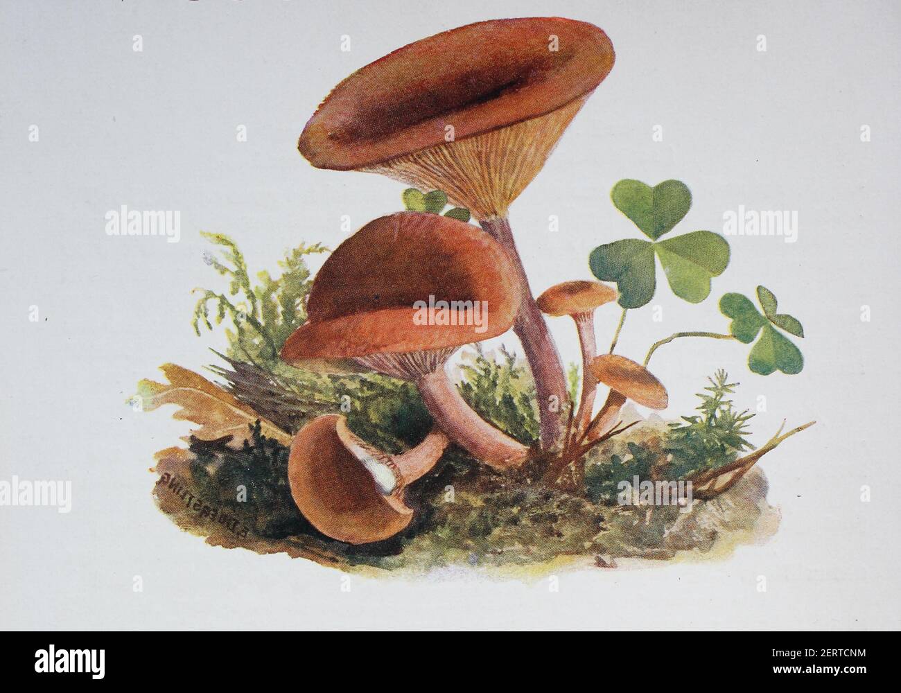 Lactarius subdulcis, comunemente noto come mite milkcap o cappuccio di faggio, è un fungo commestibile del genere Lactarius, riproduzione digitale di un'immagine di Emil Doerstling (1859-1940) Foto Stock