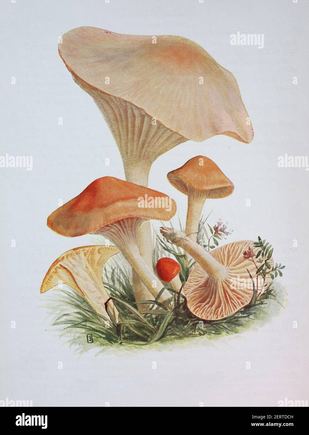 La Cutophyllus pratensis è una specie di agarico appartenente alla famiglia delle Igroforaceae. E 'stato dato il nome inglese raccomandato di copricapo prato, è stato chiamato variamente il copricapo prato ceroso, salmone ceroso cap, e burro meadowcap, riproduzione digitale di un'immagine di Emil Doerstrling (1859-1940) Foto Stock