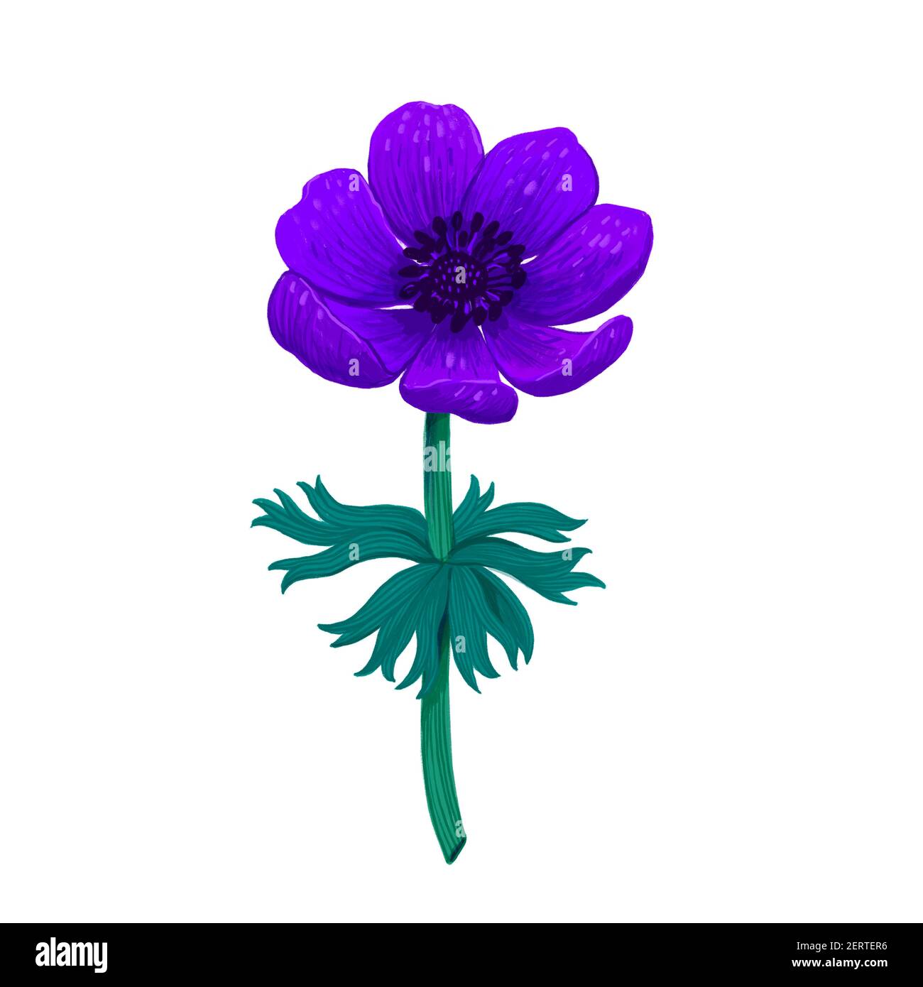 Viola Blu anemone isolato su sfondo bianco. Illustrazione digitale a matita a colori disegnata a mano. Collezione di elementi di disegno botanico su bianco Foto Stock