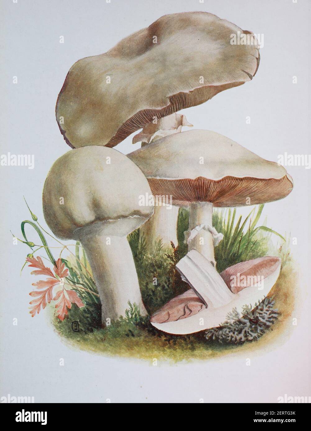 Agaricus arvensis, comunemente noto come fungo di cavallo, è un fungo del genere Agaricus, riproduzione digitale di un'immagine di Emil Doerstling (1859-1940) Foto Stock