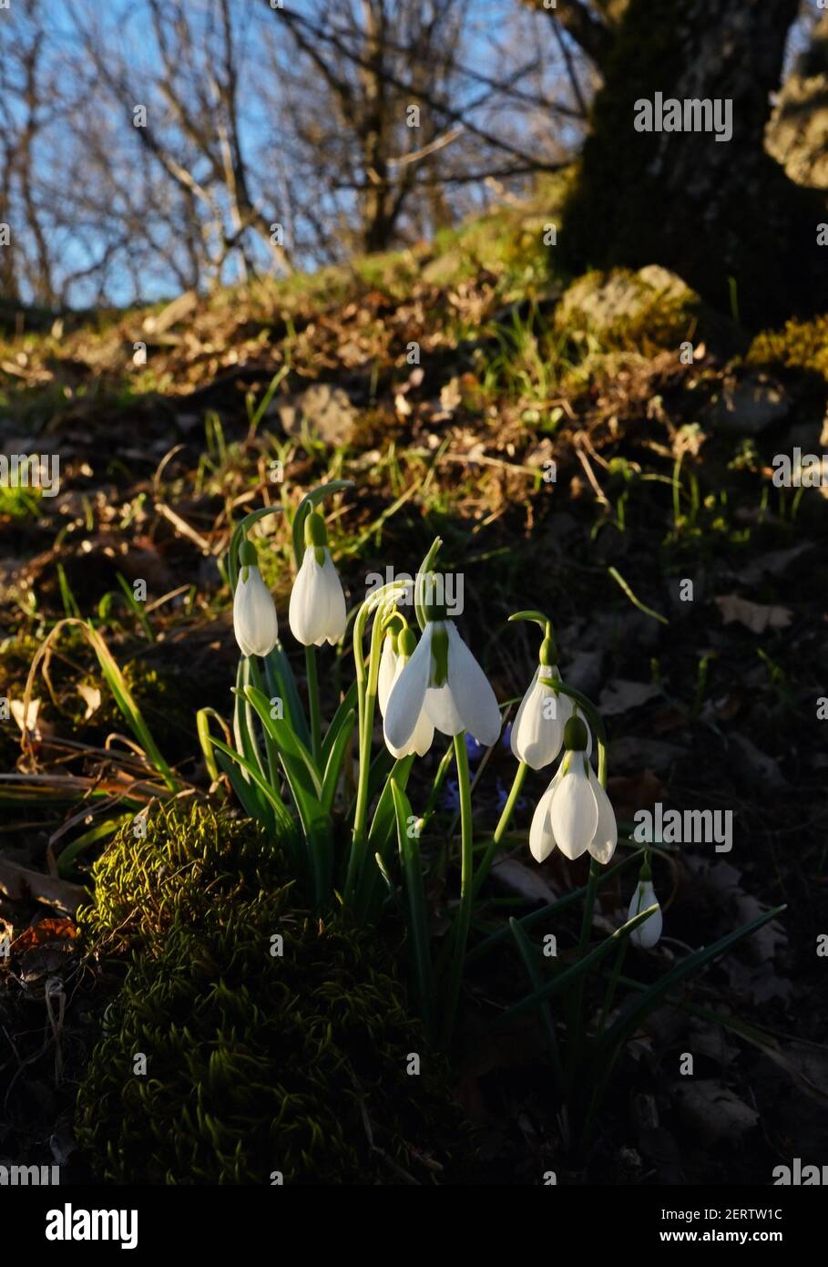 Primi fiori di primavera, nevicate nella foresta di romania Foto Stock