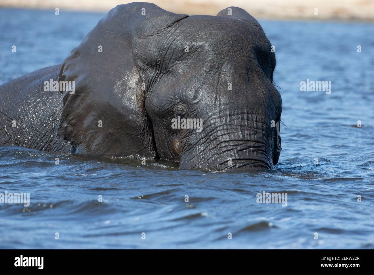 Grande elefante africano maschio Loxodonta Africana in arrivo in banca Del fiume Chobe in Botswana dopo aver nuotato attraverso fiume Foto Stock