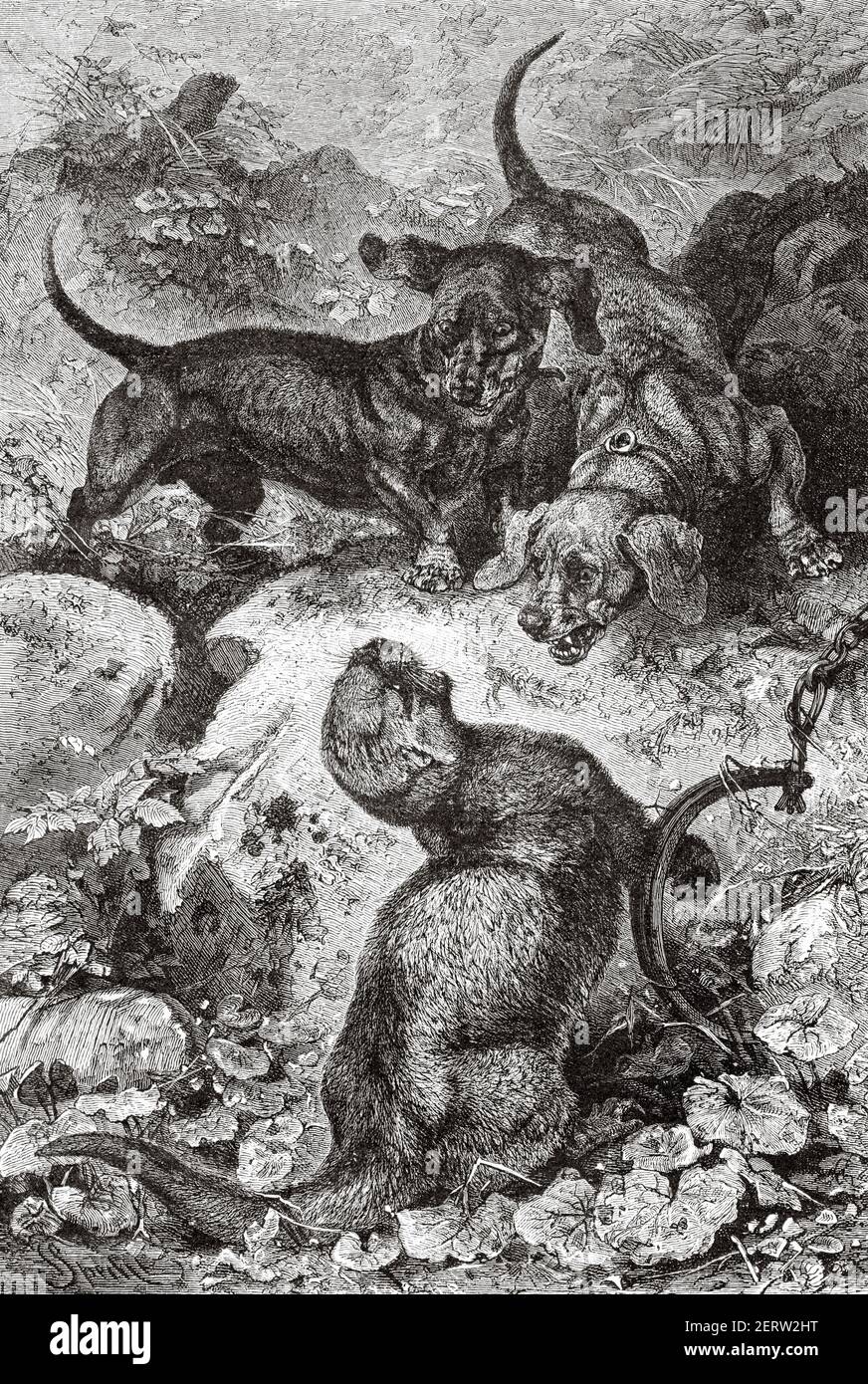 Otter catturato nella trappola del cacciatore che viene molestato da cani da caccia. Antica illustrazione incisa del XIX secolo, El Mundo Ilustrado 1881 Foto Stock