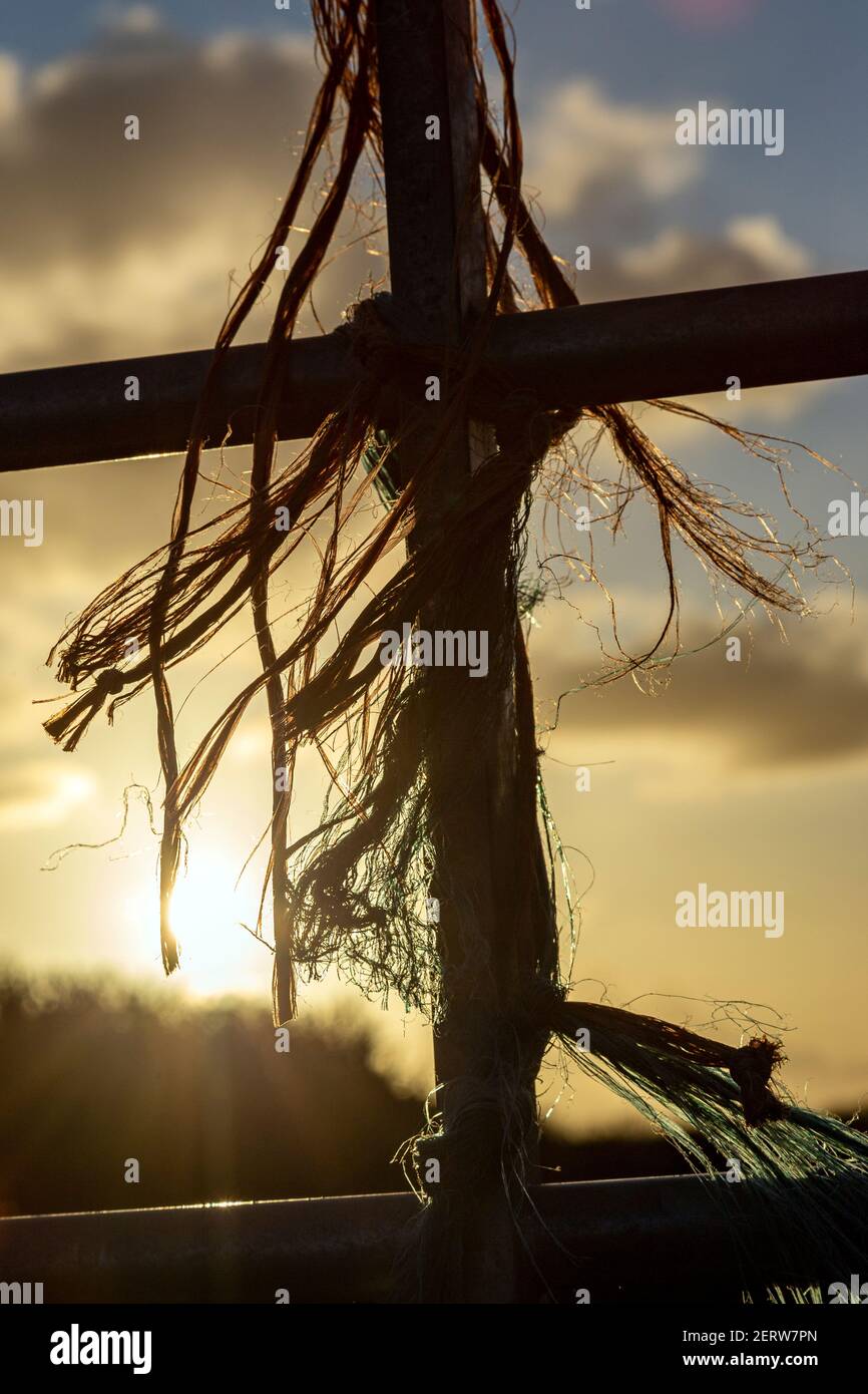Campo agricolo, Agricoltura, Alfalfa, Argentina, Bale, Cerchio, immagine a colori, Fattoria, Oro, Erba, Raccolta, fieno, orizzontale, natura, all'aperto, Passato Foto Stock