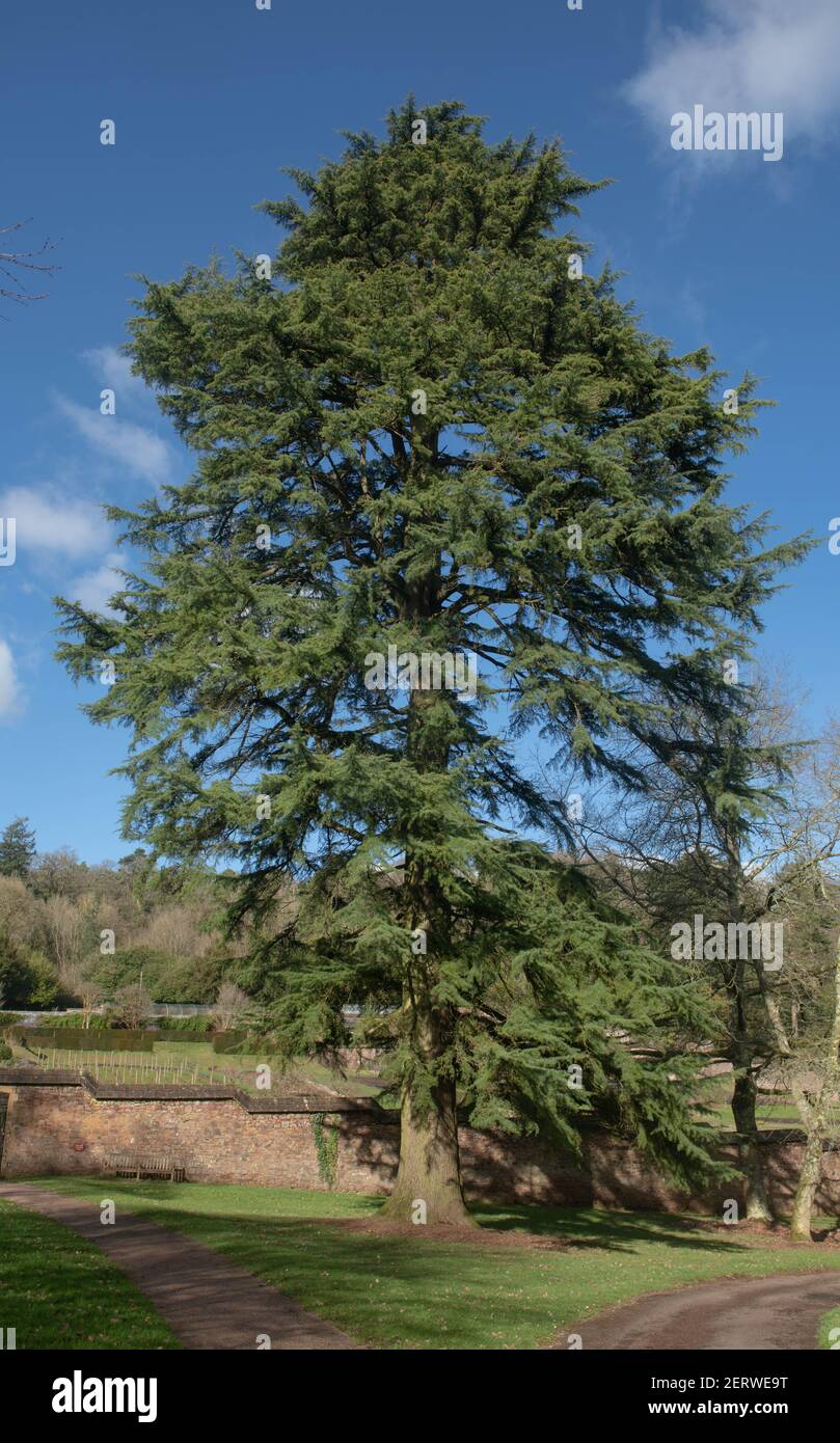 Inverno Foliage di un vecchio albero di cedro Evergreen Deodar (Cedrus deodara) con un cielo blu luminoso sfondo che cresce in un parco in Devon rurale, Inghilterra, Regno Unito Foto Stock