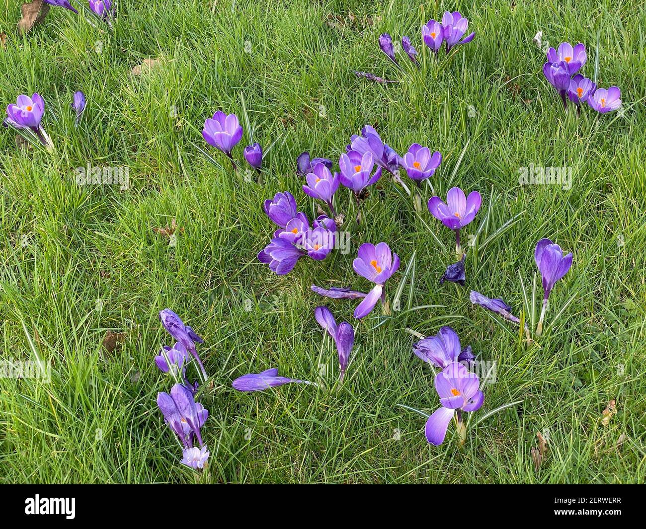 Fiori di Crocus viola brillante di primavera che crescono su un prato in un giardino nel Devon rurale, Inghilterra, Regno Unito Foto Stock