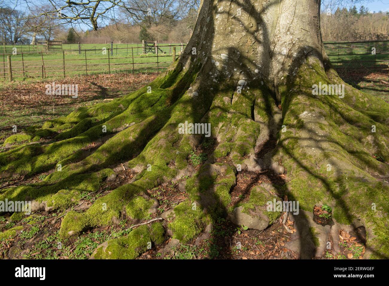 Muschio verde (Bryophyta) che cresce sulle radici e sul tronco di Un antico faggio (Fagus sylvatica) In un giorno invernale luminoso e soleggiato a Parkland in Devon Foto Stock