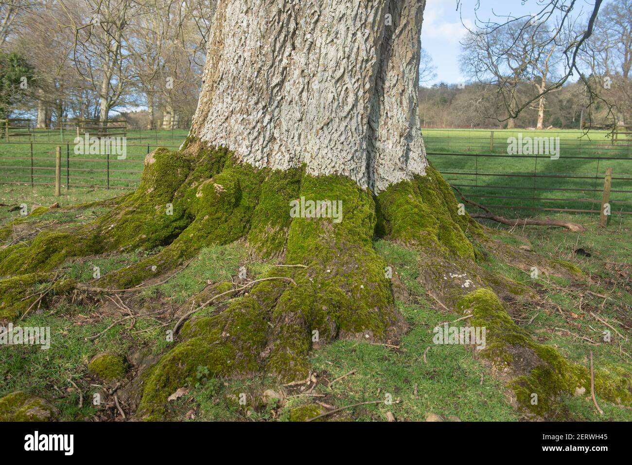 Muschio verde (Bryophyta) che cresce sulle radici e sul tronco di Un antico faggio (Fagus sylvatica) In un giorno invernale luminoso e soleggiato a Parkland in Devon Foto Stock