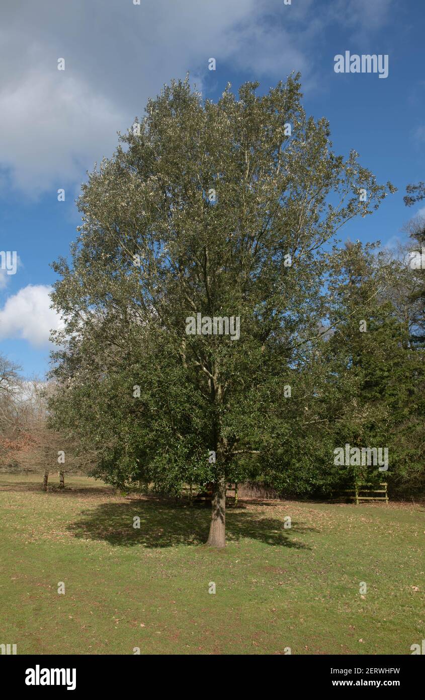Inverno Foliage di un Holly Evergreen o Holm Oak Tree (Quercus ilex) che cresce in un paesaggio Parkland con un cielo nuvoloso blu sfondo in Devon Rurale, Foto Stock