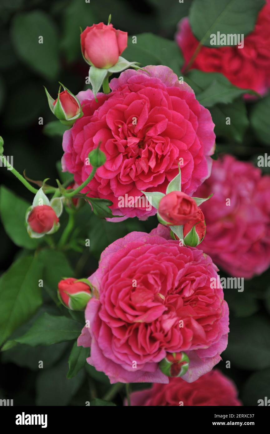 Arbusto rosa profondo rosa inglese rosa (rosa) fiorisce su una mostra Nel mese di maggio Foto Stock