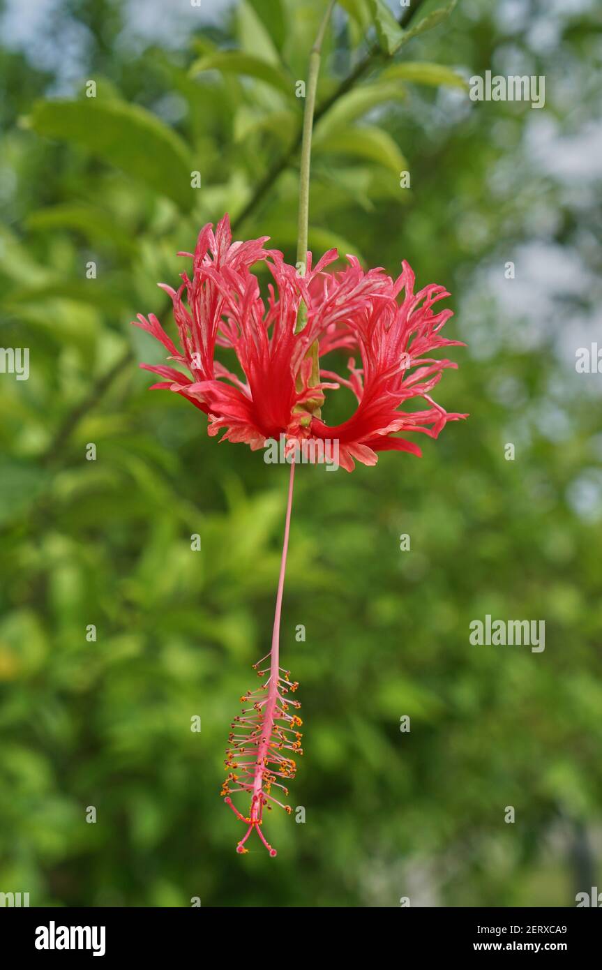 Un fuoco selettivo di bello hibiscus schizopetalus fiore Foto Stock