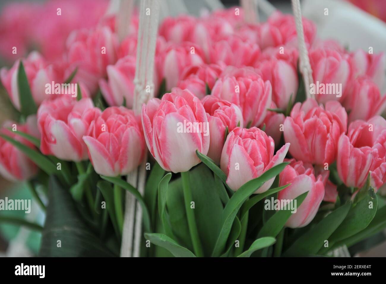 Un bouquet di tulipani (Tulipa) Foxtrot rosa a fiore di pony In un giardino nel mese di aprile Foto Stock