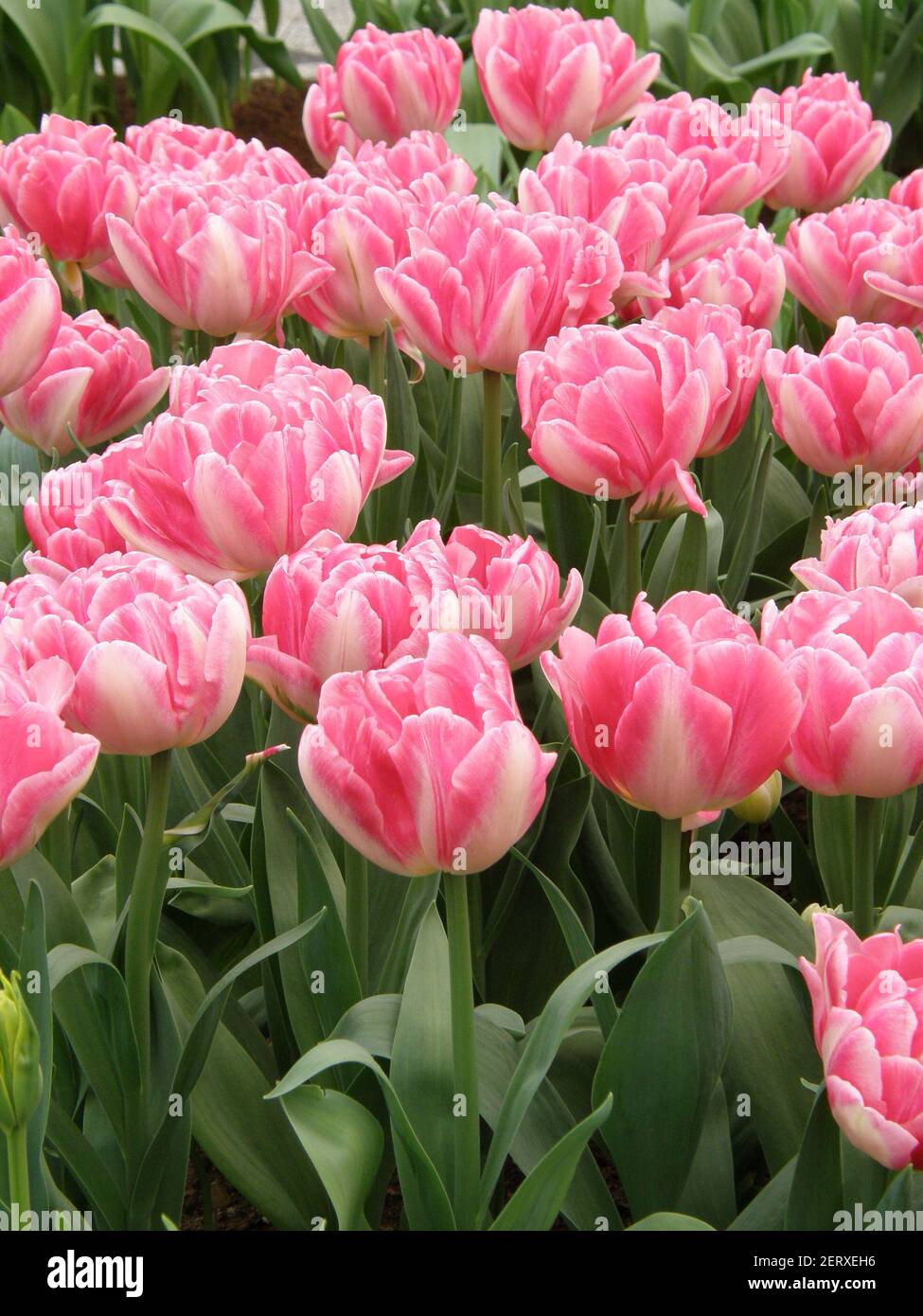 Tulipani (Tulipa) Foxtrot rosa fiorito in un giardino nel mese di aprile Foto Stock