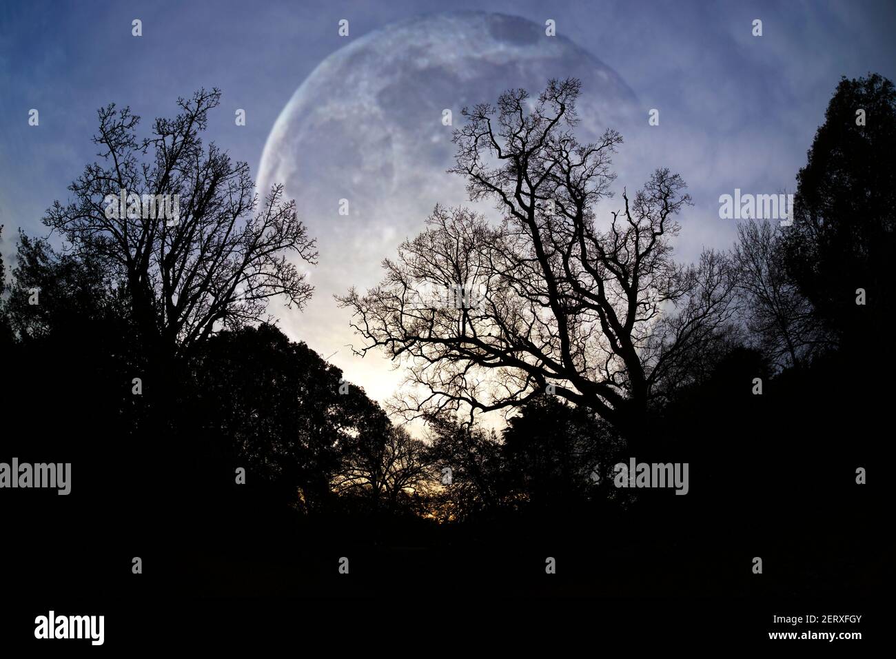 Grande,enorme,enorme,vicino,massiccio,luna,attraverso,inverno,alberi,Parkhurst,Foresta,Isola di Wight,Inghilterra,Regno Unito, Foto Stock
