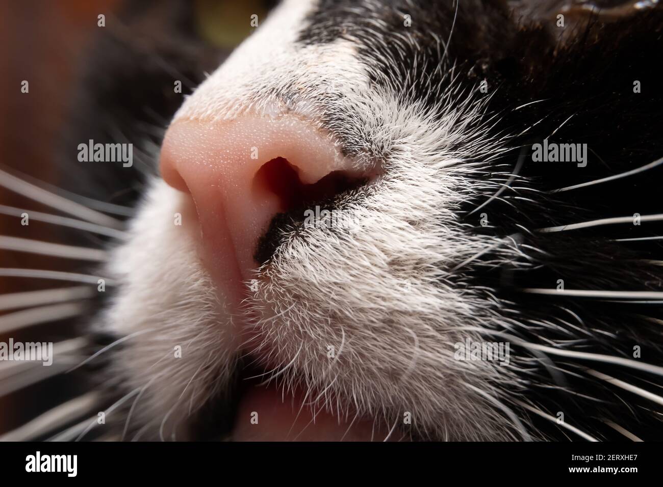 Macro foto di un naso rosa, lunghi baffi bianchi di un gatto bianco e nero. Foto Stock