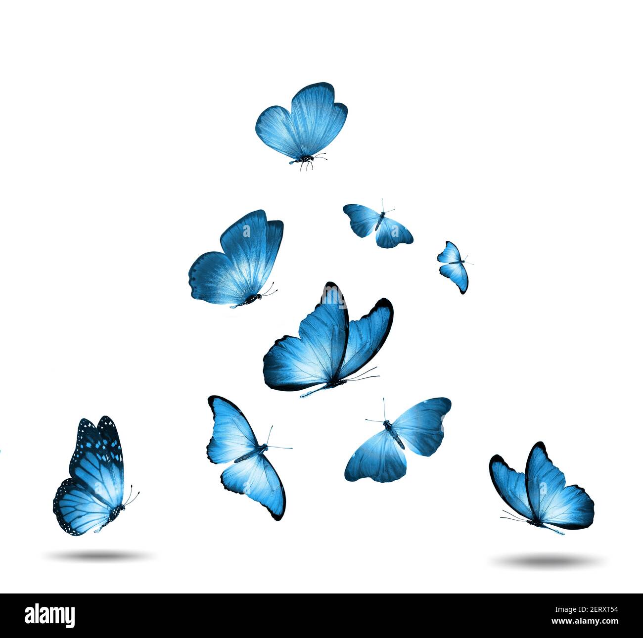 insieme di farfalle blu isolate su sfondo bianco Foto stock - Alamy