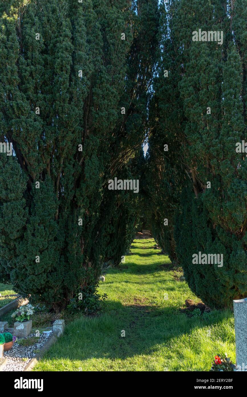 un percorso ombreggiato di alberi anche se un cortile tomba dentro il countyside Foto Stock