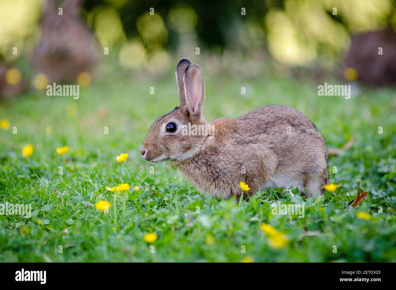 Un piccolo coniglio carino nel giardino su un sfocato sfondo Foto Stock