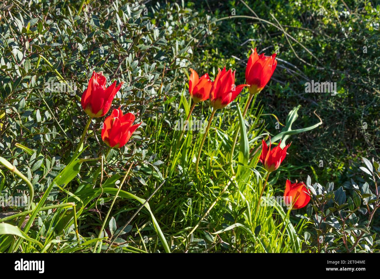 Fiori di tulipani rossi alla luce del sole tra l'erba verde. Israele Foto Stock