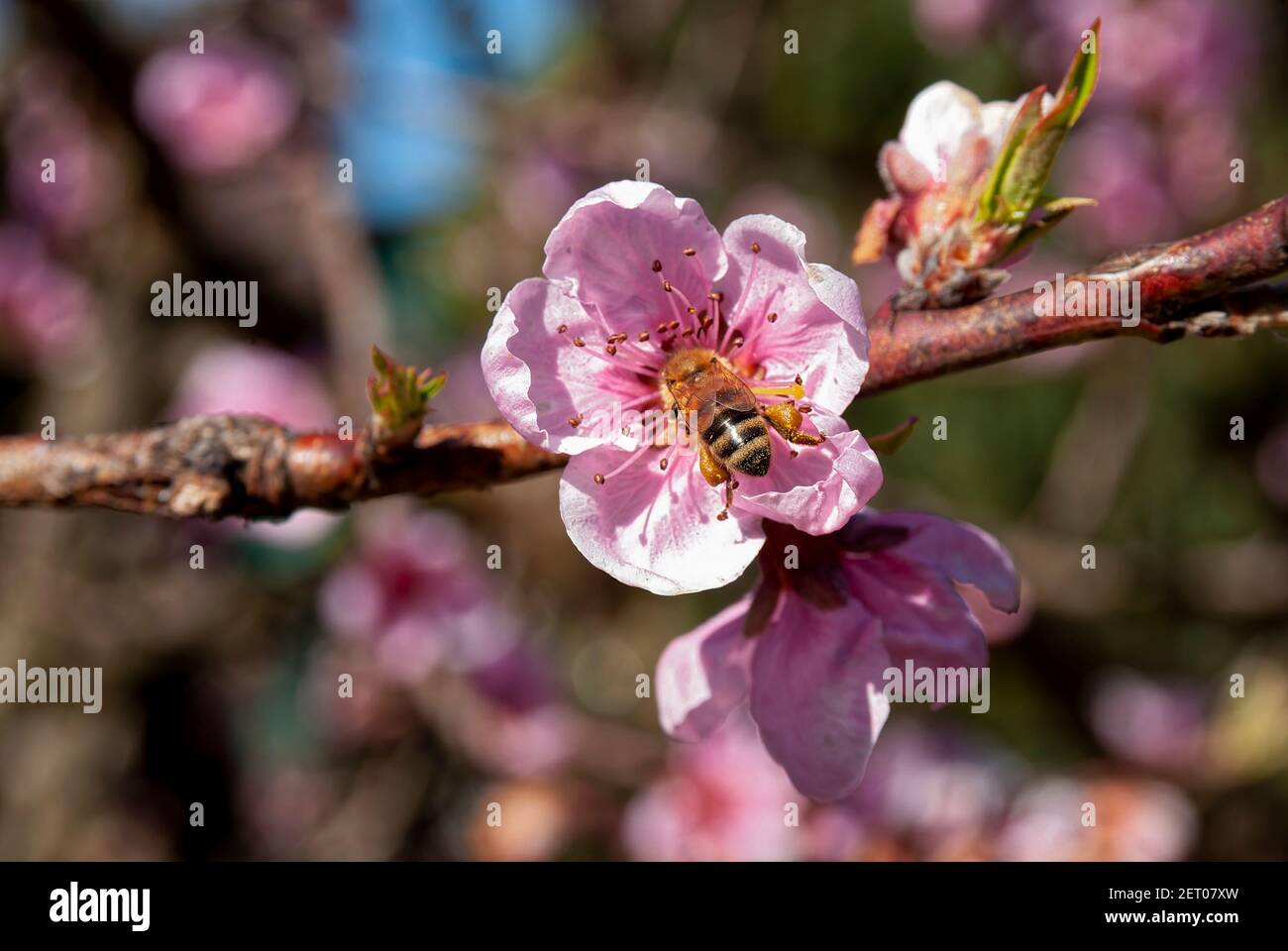 Ape di miele di Carniolan (Apis mellifera carnica) in fiore di pesca. Foto Stock