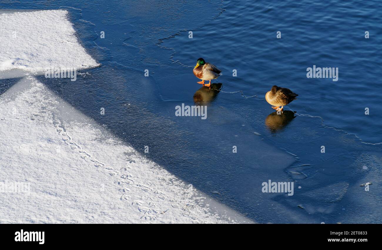 Inverno a Berlino, vereiste Spree, Enten auf duennem EIS, Deutschland Foto Stock