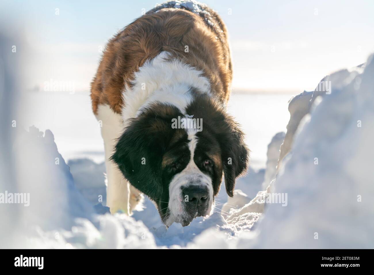 Sano Saint Bernard cane purerosso scena invernale. Foto Stock