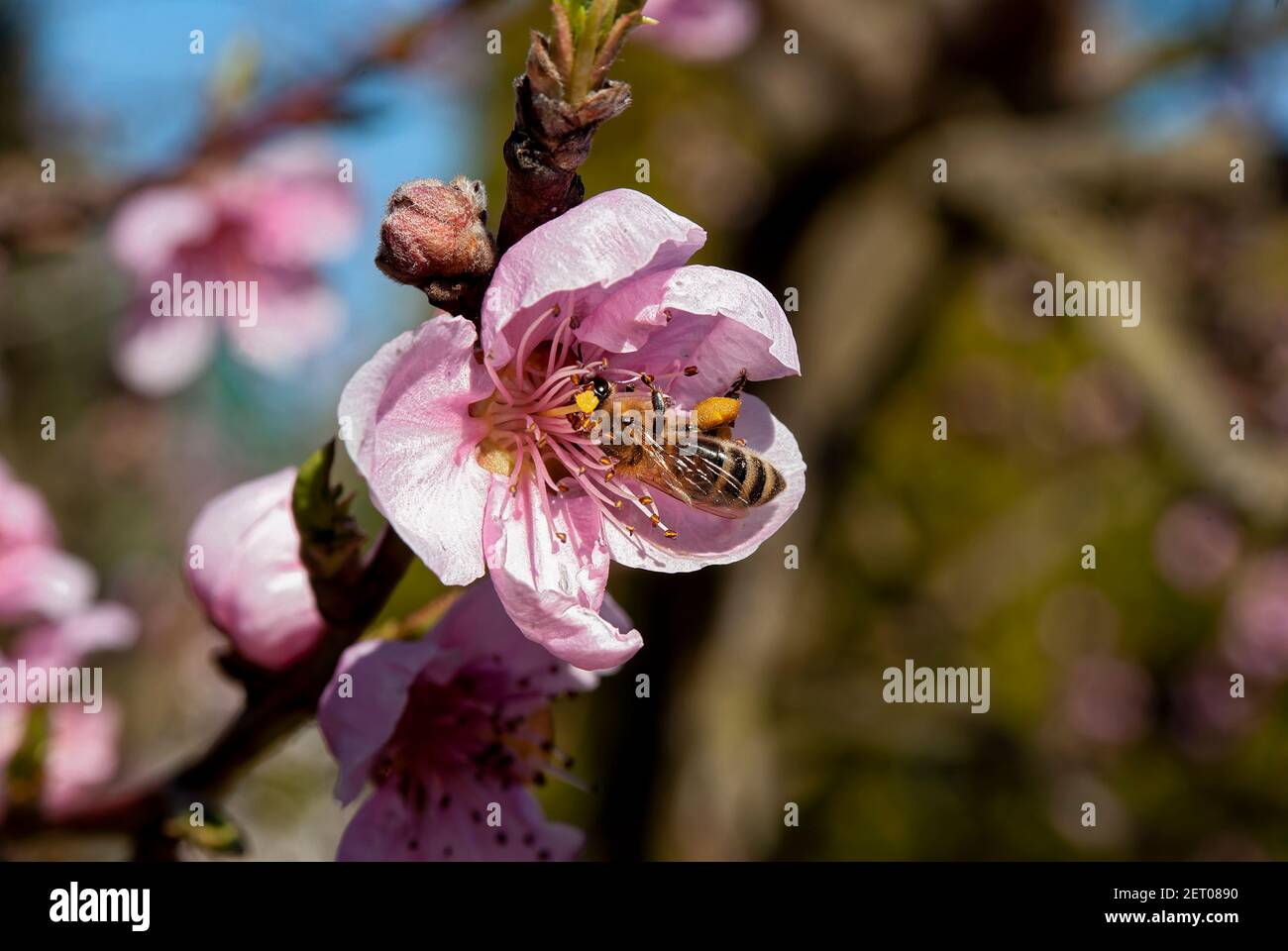 L'ape di lavoro in primo piano sul fiore di pesca (Apis mellifera carnica). Foto Stock
