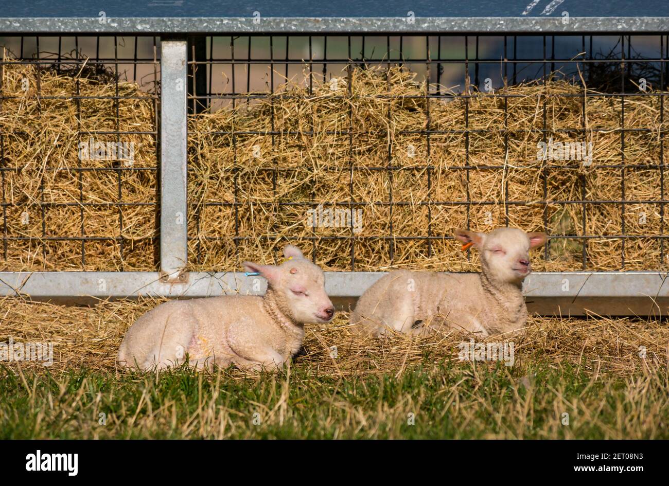East Lothian, Scozia, Regno Unito, 1 marzo 2021. Regno Unito Meteo: Agnelli neonati godendo del sole di primavera. Gli agnelli di pecora Shetland si colpiranno nel calore del sole dopo una notte molto fredda quando la temperatura scese a gelare. Era la prima notte degli agnelli fuori sul campo dopo essere stati lasciati fuori dal fienile dove sono nati ieri Foto Stock