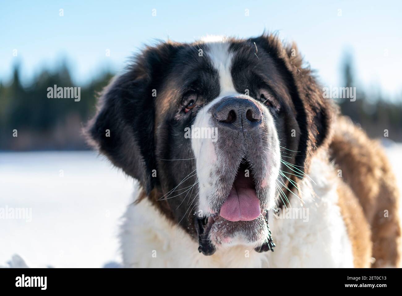 San Bernardo primo piano Ritratto cane purebrato che gioca intorno nella neve Foto Stock