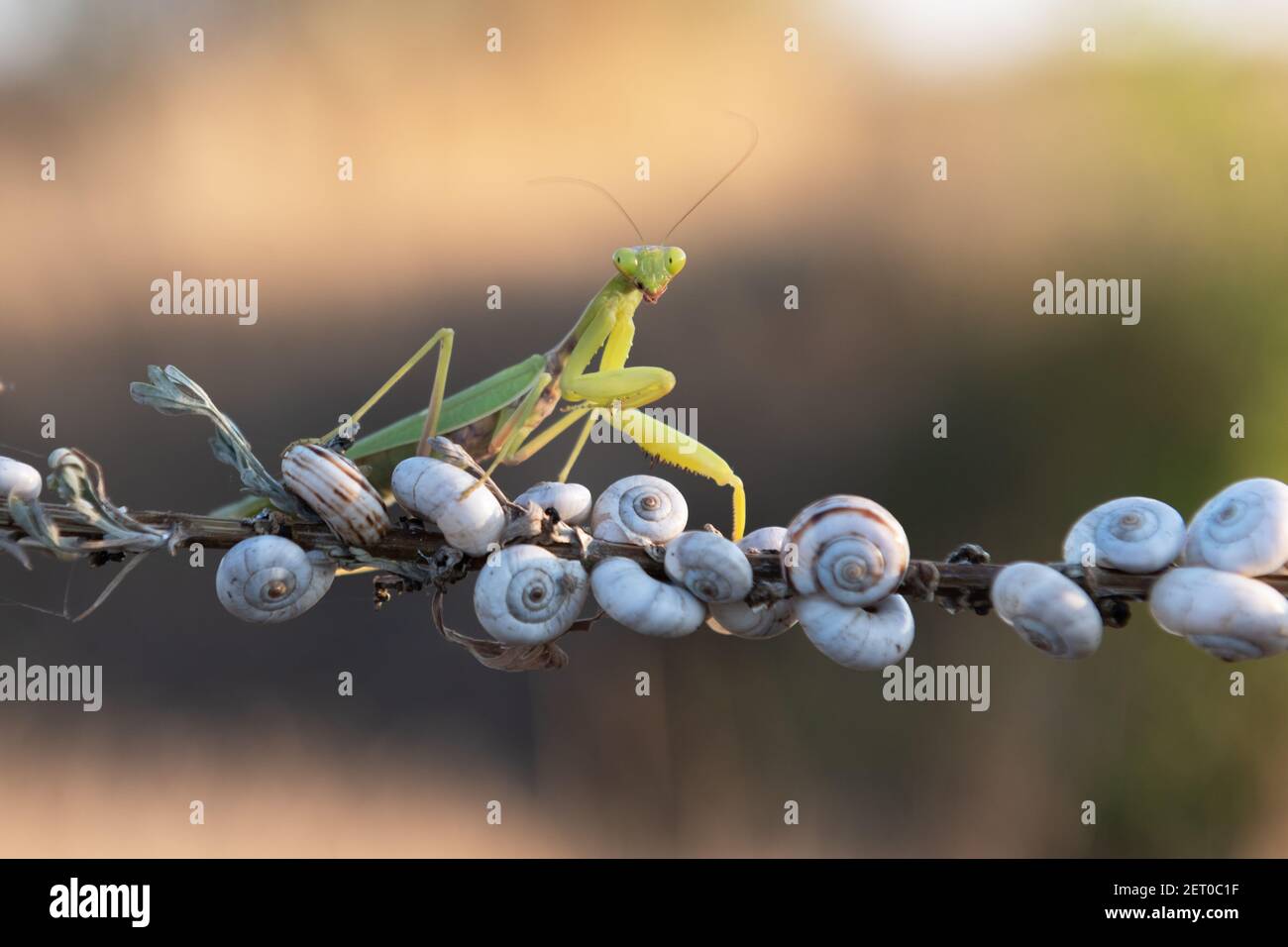 Mantis religiosa europea o Mantis in preghiera su chiocotto di ramoscello. Scatto macro. Fotografia di insetti Foto Stock