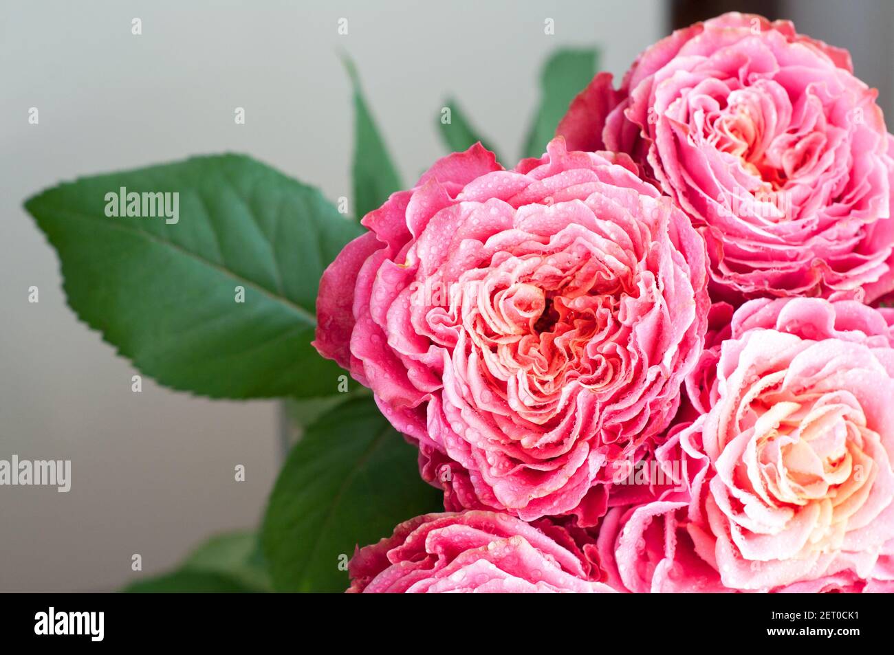 Bouquet di rose fresche, fiore sfondo luminoso. Primo piano. Rose in fiore shop.Primavera e fiori estivi Foto Stock